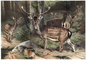 Europæisk ruskind - Dåhjorten (Dama dama) - gravering fra "" Brehms Dyreliv"" af Alfred Edmund Brehm (1829-1884) af Unknown artist