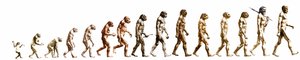 Evolution: Sammenligning af morfologier fra aben til det nuværende menneske (forskellige hominider). Slutgravering af 1800-tallet. af Unknown artist