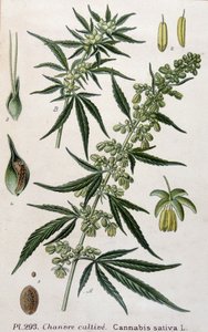 Kvinde cannabisplante. 1800-tals gravering af Unknown artist