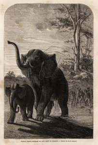 Kvindelig elefant, der beskytter sine unge mod Javeline-jægere fra Zambese. Indgravering til illustration af Dr. Livingstones første rejser til det sydlige Afrika fra 1840 til 1856, i "Le tour du monde, nouveau journal des voyages"" udgivet under ledelse a af Unknown artist