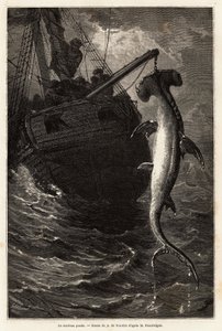 Fisker i en hammerskval, 7 meter lang, i farvandet nær Anastasia Island. Gravering for at illustrere historien fire måneder i Florida, af Achille Pousselgue i 1851-1852, udgivet i "" Le tour du monde"" 1870-1871, redigeret af Edouard Charton, Hachette edit af Unknown artist