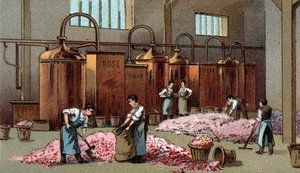Blomsterdestilleri til produktion af benzin og vand fra Blomster. Kromolitografi i slutningen af det 19. århundrede af Unknown artist