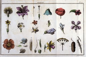 Blomster: i "" Flora Françoise, eller en kort beskrivelse af alle de planter, der vokser naturligt i Frankrig, arrangeret efter en ny analysemetode, hvortil vi knytter citatet om deres mindst tvetydige dyder inden for medicin og deres anvendelighed i af Unknown artist