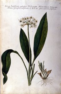 Hvidløg. 1800-tallets herbarium. af Unknown artist