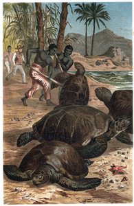 Grøn skildpadde eller Atlanterhavsskildpadde - Den grønne havskildpadde (Chelonia mydas) - gravering fra "" Brehms Dyreliv"" af Alfred Edmund Brehm (1829-1884) af Unknown artist