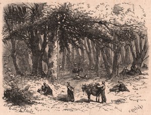 Gruppe mennesker plukker svampe i skoven i Fontainebleau af Unknown