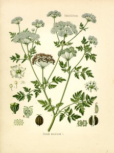 Hemlock (farve litho) af Unknown artist