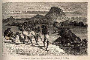 Flodhestejagt med Houarti-stammen, med harpuner og spyd, de rasende dyr laster og gør modstand. Gravering til illustration af udforskningen af Nilens abessinske bifloder, af Sir Samuel W. Baker, i 1861-62, udgivet i "" Le tour du monde"" 1 af Unknown artist