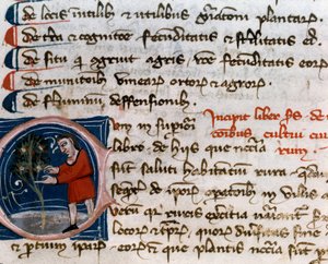 Havebrug: høst af frugter. Detalje. Manuskriptside (MS.s.vi) "" Agrarian Treat "" af Pietro de Crescenzi (Crescent Stone eller Crescens Stone) (1233-1320) 14. århundrede Cesena, Biblioteca Malatestiana af Unknown artist