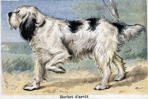Jagthund: Stop Barbet af Unknown artist