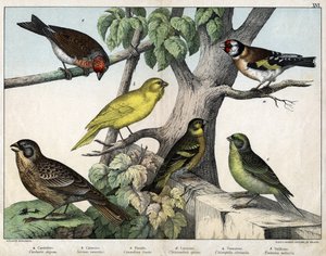 Illustration til "Fuglenes naturhistorie", red. Hoepli, Milano af Unknown Artist