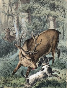 Illustration af Franz Hoffmanns fortællinger "" Fortællinger og fabler - "" De 2 hjorte"": den ene hjort løber væk og den anden kæmper med en hund. Kromolitografi af det 19. århundrede. af Unknown artist