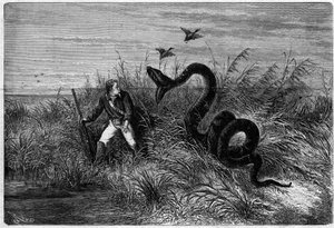 Hændelse på savannen af en andejagt. Uddrag fra "" Rejsen til Fransk Guyana"" af Frederic Bouyer, kaptajn på fregat. Gravering i "" L