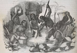 Indianere fra øen Hispaniola panorerer efter guld af Unknown artist