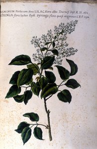 Jasmin gren. Tallerken fra et 1600-tals herbarium af Unknown artist