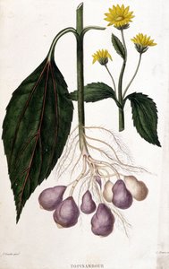 Jordskok - botanisk bord af Unknown artist