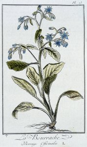 Borage (Borago Officinalis) - i "Øvelser i botanik til brug for handlende", skrevet af J.C. Philibert, Imprimerie de Crapelet, Paris af Unknown artist