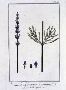 Almindelig lavendel (Lavandula Spica) - i "Øvelser i botanik for handlende", skrevet af J.C. Philibert, Imprimerie de Crapelet, Paris af Unknown artist