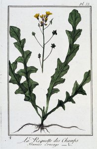 La Roquette des Champs (Bunias Erucago) - i "Øvelser i botanik til brug for handlende", skrevet af J.C. Philibert, Imprimerie de Crapelet, Paris af Unknown artist