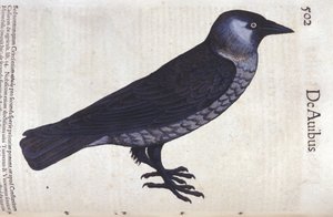 La choucas i Historia Animalium af Conrad Gesner (1516 - 1565), Tiguri af Unknown artist