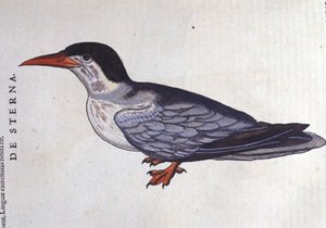La tern ou swallow des mers i Historia Animalium de Conrad Gesner (1516 - 1565), Tiguri af Unknown artist