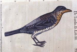 La thrush i Historia Animalium af Conrad Gesner (1516 - 1565), Tiguri af Unknown artist