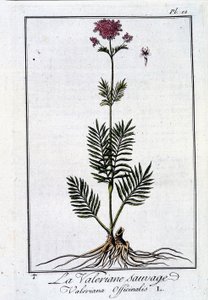 Vild baldrian - i "Exercise in botany for traders"" af J.C. Philibert, imp. fra Crapelet, Paris af Unknown artist