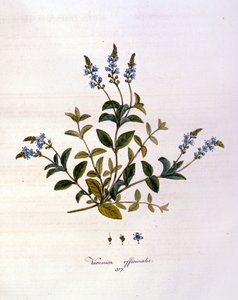La veronica. 1800-tals gravering. af Unknown artist