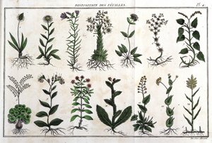 Layout af bladene: i "" Flora Françoise, eller en kort beskrivelse af alle de planter, der vokser naturligt i Frankrig, arrangeret efter en ny analysemetode, hvortil citatet af deres mindre tvetydige dyder inden for medicin, og deres anvendelighed i af Unknown artist