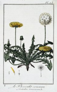 Den almindelige mælkebøtte (Leontodon caraxacum) - i "Øvelser i botanik til brug for handlende", skrevet af J.C. Philibert, Imprimerie de Crapelet, Paris af Unknown artist