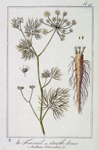 Fennikelen eller sød dild (Anethum Foeniculum) - i "Øvelser i botanik til brug for handlende", redigeret af J.C. Philibert, Imprimerie de Crapelet, Paris af Unknown artist