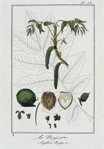 Le Noyer (Juglans Regia) - i "Øvelser i botanik til brug for handlende", skrevet af J.C. Philibert, imp. Crapelet, Paris af Unknown artist