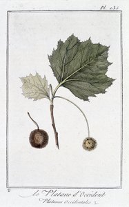 The Western Plane (Platanus occidentalis) - i "Øvelser i botanik til brug for handlende", redigeret af JC Philibert, Imprimerie de Crapelet, Paris af Unknown artist