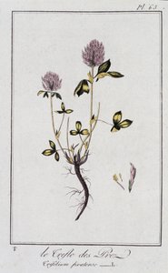 Le Clover des Meadows (Trifolium pratense) - i "Øvelser i botanik til brug for handlende", redigeret af J.C. Philibert, Imprimerie de Crapelet, Paris af Unknown artist