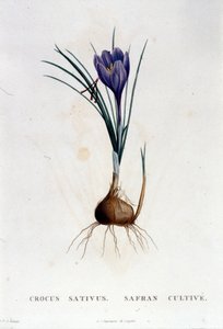 Safranen (Crocus sativus) efter Botanique di J. Rousseau, Paris 1822. af Unknown artist