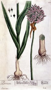 Porre - botanisk bord af Unknown artist