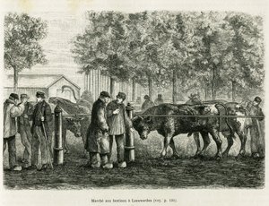 Husdyrvandring i Leeuwarden (Holland). Gravering for at illustrere historien La Frise, baseret på et forhold fra en hollandsk avis, i le tour du monde 1886, instrueret af Edouard Charton (1807-1890), Hachette, Paris. af Unknown artist