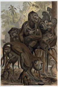 Makakker (Macaca) (Cercopithecinae) - gravering fra "" Brehms Dyreliv"" af Alfred Edmund Brehm (1829-1884) af Unknown artist