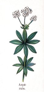 Medicinske og fødevarer botaniske planter: asperula. Indgravering i "" La medication naturelle"", af Friedrich Eduard Bilz (1842-1922) af Unknown artist