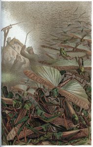 Vandrende græshoppe - Den vandrende græshoppe (Locust migratoria) - indgravering fra "" Brehms Dyreliv" af Alfred Edmund Brehm (1829-1884) af Unknown artist