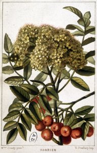 Bjergeaske - botanisk bord af Unknown artist