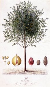 Duftende Myristic - Muscadier (Myristica officinalis). botanisk tavle af Unknown artist