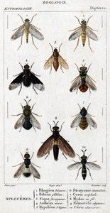 Naturhistorisk bestyrelse. Entomologi. Dipteres familie. Aploceres: 1. Rhagion bøg; 2. Plebeien bion; 3. Ferruginous Sic; 4 Miltbrand morio; 5. Hypoleon 63 linjer; 6. Stratyome kamæleon; 7; Cyrte acephal; 8. Mydas i tråd; 9. Utiginøs nemotele; 10. clavicor af Unknown artist