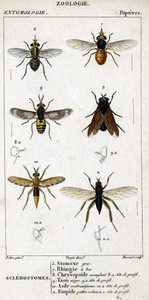 Naturhistorisk bestyrelse. Entomologi. Dipteres familie. Sclerostomer: 6. Grå stomox; 7. Næb rhingia; 8. Blindende Chrysopside; 8a. profil hoved; 9. Taon negre; 9a. leder af profil; 10. Crabroniforme asyl; 10a. leder af profil; 11. Emboid behårede ben; n.a af Unknown artist