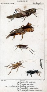 Naturhistorisk bestyrelse. Entomologi. Familie af ortoptere. Grylloides: 4. Udvandrende græshoppe; 5. Græshoppe to point; 6. Gryllon fra køkkenerne; 7. Gryllon mol bouillon; 8. Tridactyl paradoks; 8a. ringere tarsus. af Unknown artist