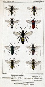 Naturhistorisk bestyrelse. Entomologi. Hymenopteres familie. Anthophiles: 1. Filanth krone; 2. Scoile 4 pletter; 3. Screening crabron; 4 Melline ruficorne. Chryside: 5. Lysende Chryside; 6. Hjerne Omalum; 7. Parnope kød. Pterodiples: 8. fællesareal; 9. Mas af Unknown artist
