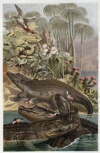 Nilkrokodillen - Nilkrokodillen (Crocodylus niloticus) - gravering fra "" Brehms Dyreliv"" af Alfred Edmund Brehm (1829-1884) af Unknown artist