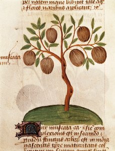 Muskatnød, Beskrivelse af lægeplanter og hvordan man tilbereder dem. Side fra manuskriptet "Afhandling om urter" (Tractatus de herbis) af Pedanius Dioscorides af Unknown artist