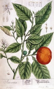 Orange (Aurentia) - Arts Deco af Unknown artist
