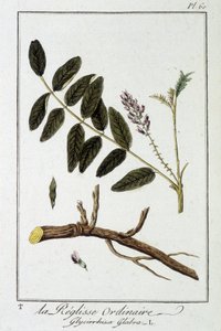 Almindelig liquisse (Glycyrrhiza glabra) - i "Exercices in botany for the use of traders", redigeret af J.C. Philibert, Imprimerie de Crapelet, Paris af Unknown artist